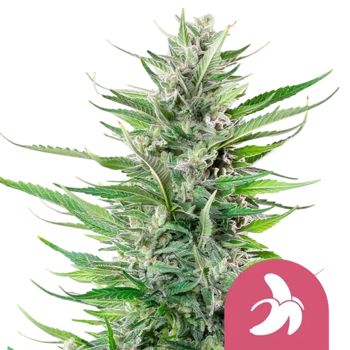 Fat Banana | PHOTOFEM | Royal Queen Seeds - Freigestellt 2026-08-13