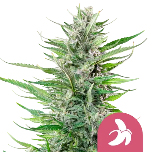 Fat Banana | PHOTOFEM | Royal Queen Seeds - Freigestellt 2026-08-13