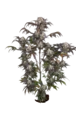 Frost Banger Auto | AUTOFEM | Fast Buds - Freigestellt 2026-08-13