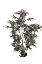 Frost Banger Auto | AUTOFEM | Fast Buds - Freigestellt 2026-08-13