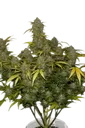 Gelato Auto | AUTOFEM | Fast Buds - Freigestellt 2026-08-13