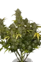 Gelato Auto | AUTOFEM | Fast Buds - Freigestellt 2026-08-13