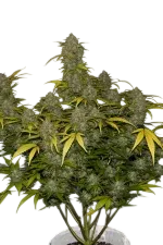 Gelato Auto | AUTOFEM | Fast Buds - Freigestellt 2026-08-13