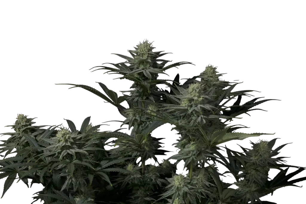 GG4 Sherbet FAST | PHOTOFEM | Fast Buds - Freigestellt 2026-08-13
