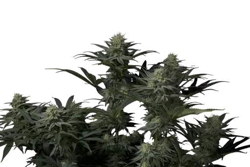 GG4 Sherbet FAST | PHOTOFEM | Fast Buds - Freigestellt 2026-08-13