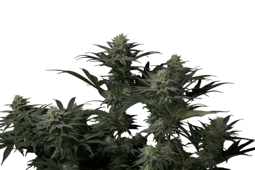 GG4 Sherbet FAST | PHOTOFEM | Fast Buds - Freigestellt 2026-08-13