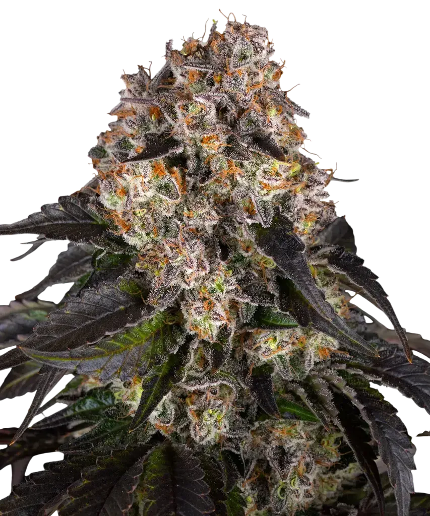 Girl Scout Cookies | PHOTOFEM | Barneys Farm - Freigestellt 2026-08-13