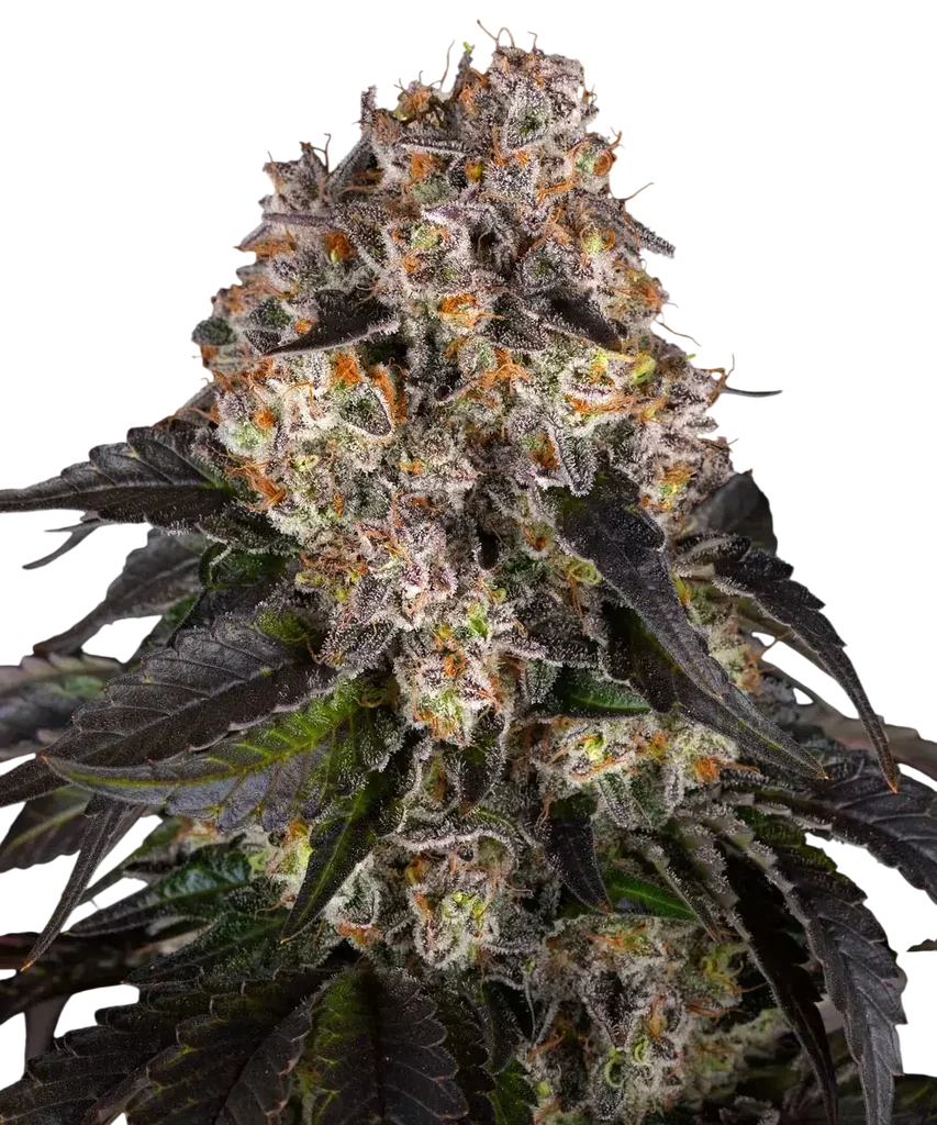 Girl Scout Cookies | PHOTOFEM | Barneys Farm - Freigestellt 2026-08-13