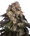 Girl Scout Cookies | PHOTOFEM | Barneys Farm - Freigestellt 2026-08-13