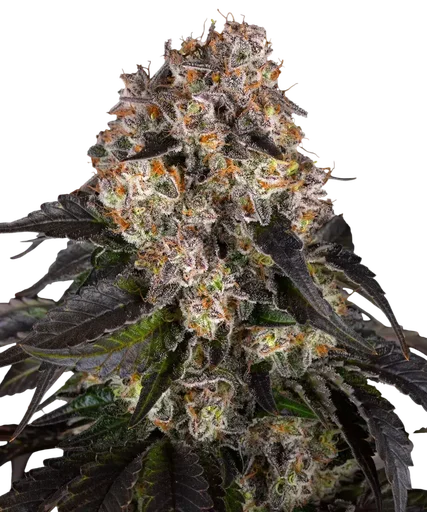 Girl Scout Cookies | PHOTOFEM | Barneys Farm - Freigestellt 2026-08-13