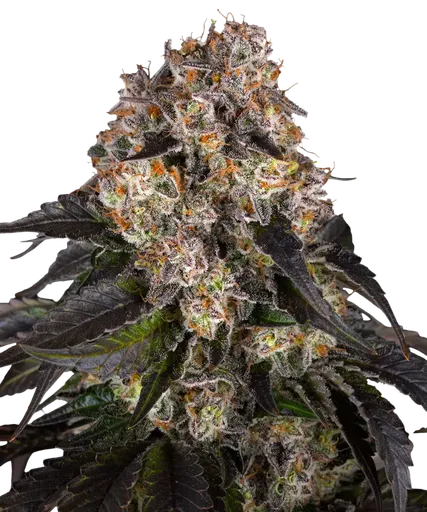 Girl Scout Cookies | PHOTOFEM | Barneys Farm - Freigestellt 2026-08-13