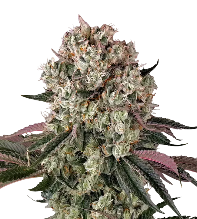 Glookies | PHOTOFEM | Barneys Farm - Freigestellt 2026-08-13