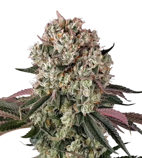Glookies | PHOTOFEM | Barneys Farm - Freigestellt 2026-08-13