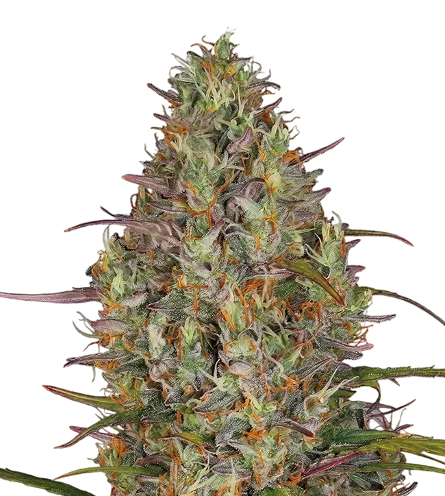 Glue Gelato Auto | AUTOFEM | Barneys Farm - Freigestellt 2026-08-13