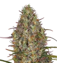 Glue Gelato Auto | AUTOFEM | Barneys Farm - Freigestellt 2026-08-13