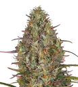 Glue Gelato Auto | AUTOFEM | Barneys Farm - Freigestellt 2026-08-13