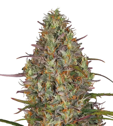 Glue Gelato Auto | AUTOFEM | Barneys Farm - Freigestellt 2026-08-13