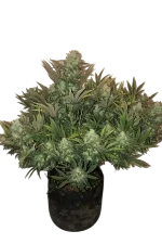 Gorilla Auto | AUTOFEM | Fast Buds - Freigestellt 2026-08-13