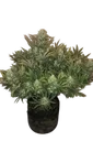 Gorilla Auto | AUTOFEM | Fast Buds - Freigestellt 2026-08-13