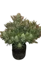Gorilla Auto | AUTOFEM | Fast Buds - Freigestellt 2026-08-13