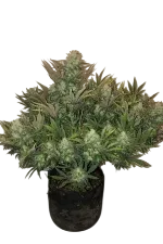 Gorilla Auto | AUTOFEM | Fast Buds - Freigestellt 2026-08-13
