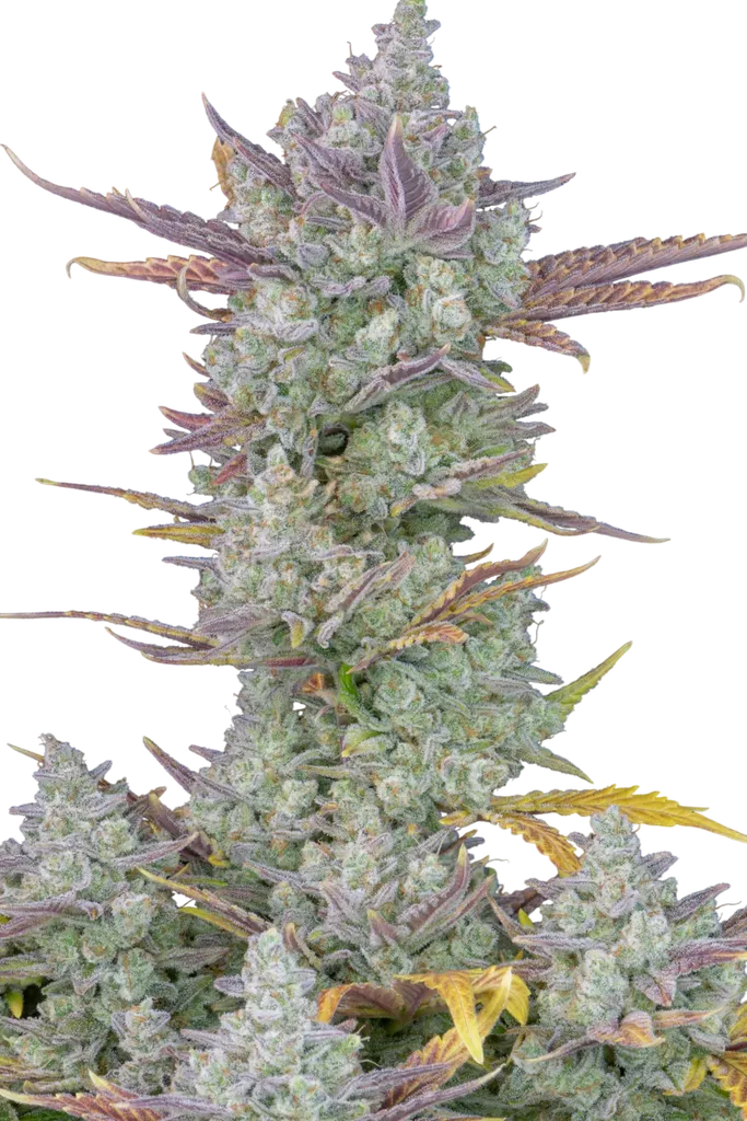 Gorilla Cookies Auto | AUTOFEM | Fast Buds - Freigestellt 2026-08-13