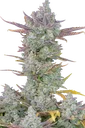 Gorilla Cookies Auto | AUTOFEM | Fast Buds - Freigestellt 2026-08-13