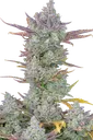 Gorilla Cookies Auto | AUTOFEM | Fast Buds - Freigestellt 2026-08-13