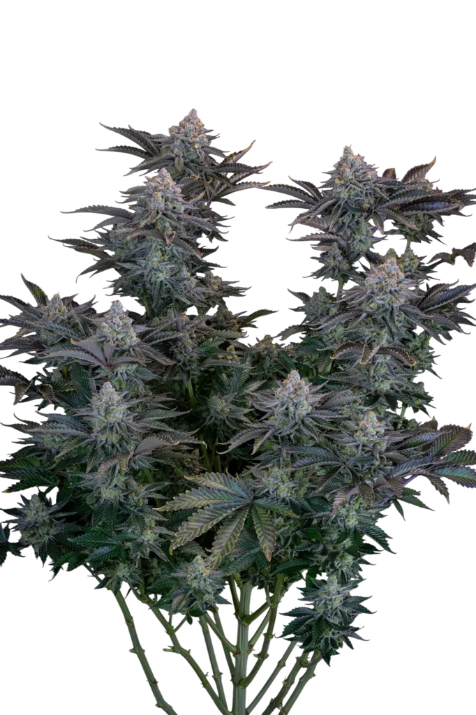 Gorilla Cookies FAST | PHOTOFEM | Fast Buds - Freigestellt 2026-08-13