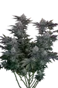 Gorilla Cookies FAST | PHOTOFEM | Fast Buds - Freigestellt 2026-08-13