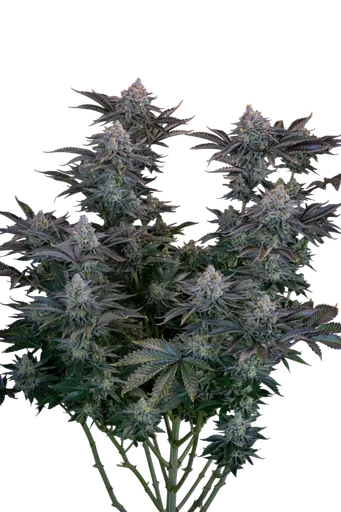 Gorilla Cookies FAST | PHOTOFEM | Fast Buds - Freigestellt 2026-08-13