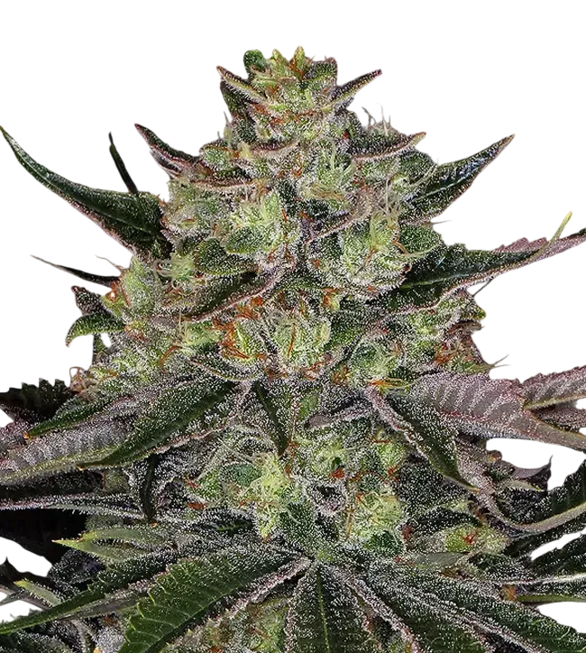 Gorilla Z | PHOTOFEM | Barneys Farm - Freigestellt 2026-08-13