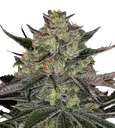 Gorilla Z | PHOTOFEM | Barneys Farm - Freigestellt 2026-08-13