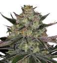 Gorilla Z | PHOTOFEM | Barneys Farm - Freigestellt 2026-08-13