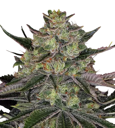 Gorilla Z | PHOTOFEM | Barneys Farm - Freigestellt 2026-08-13