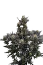 Guava Auto | AUTOFEM | Fast Buds - Freigestellt 2026-08-13