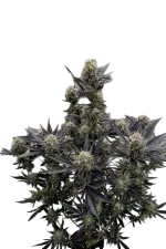 Guava Auto | AUTOFEM | Fast Buds - Freigestellt 2026-08-13