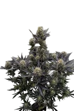Guava Auto | AUTOFEM | Fast Buds - Freigestellt 2026-08-13