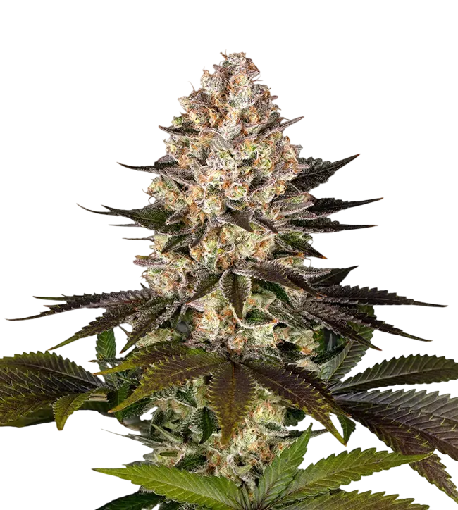 Hindu Kush | PHOTOFEM | Barneys Farm - Freigestellt 2026-08-13