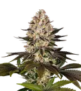 Hindu Kush | PHOTOFEM | Barneys Farm - Freigestellt 2026-08-13