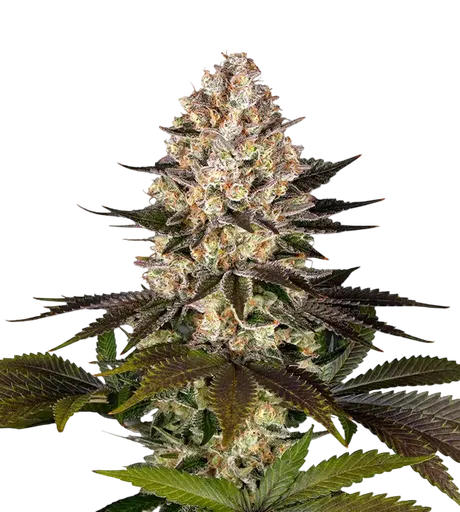 Hindu Kush | PHOTOFEM | Barneys Farm - Freigestellt 2026-08-13