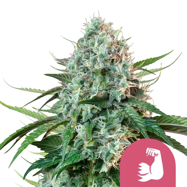 HulkBerry | PHOTOFEM | Royal Queen Seeds - Freigestellt 2026-08-13