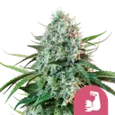 HulkBerry | PHOTOFEM | Royal Queen Seeds - Freigestellt 2026-08-13