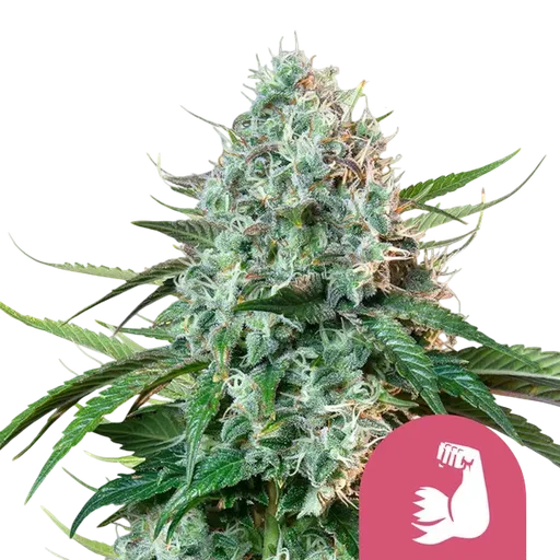 HulkBerry | PHOTOFEM | Royal Queen Seeds - Freigestellt 2026-08-13