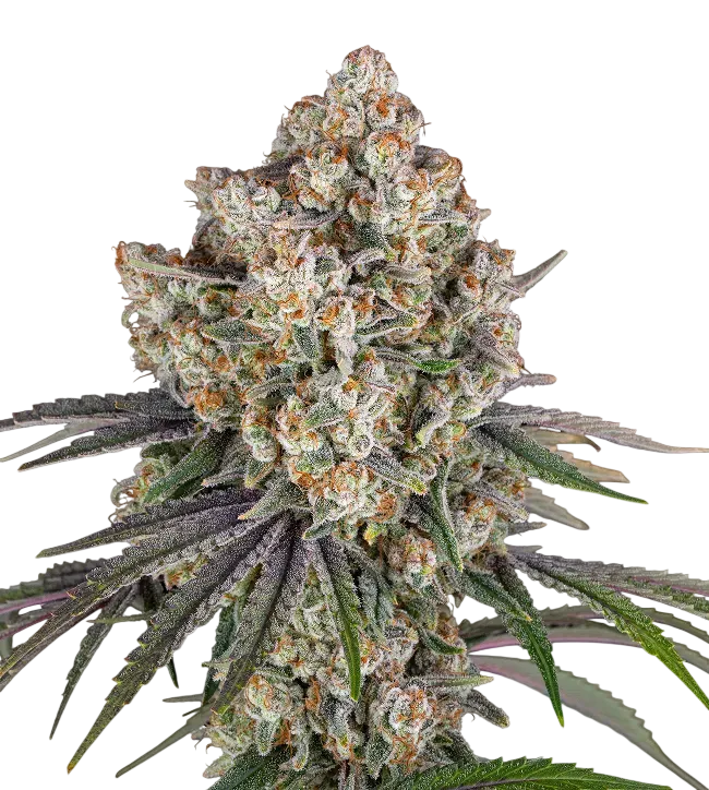Ice Cream Cake | PHOTOFEM | Barneys Farm - Freigestellt 2026-08-13