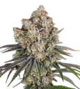 Ice Cream Cake | PHOTOFEM | Barneys Farm - Freigestellt 2026-08-13