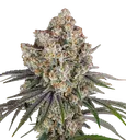 Ice Cream Cake | PHOTOFEM | Barneys Farm - Freigestellt 2026-08-13