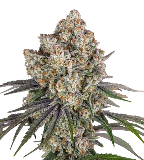 Ice Cream Cake | PHOTOFEM | Barneys Farm - Freigestellt 2026-08-13