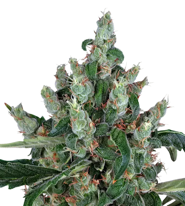 Laughing Buddha | PHOTOFEM | Barneys Farm - Freigestellt 2026-08-13