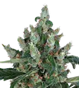 Laughing Buddha | PHOTOFEM | Barneys Farm - Freigestellt 2026-08-13